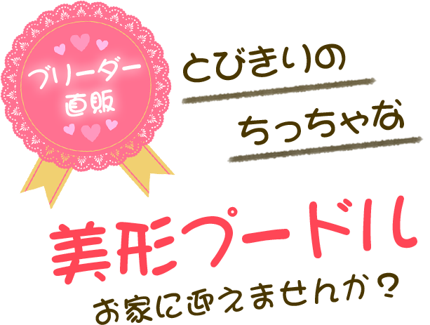 とびきりちっちゃな美形プードル お家に迎えませんか？