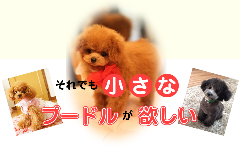 それでも小さなプードルが欲しい