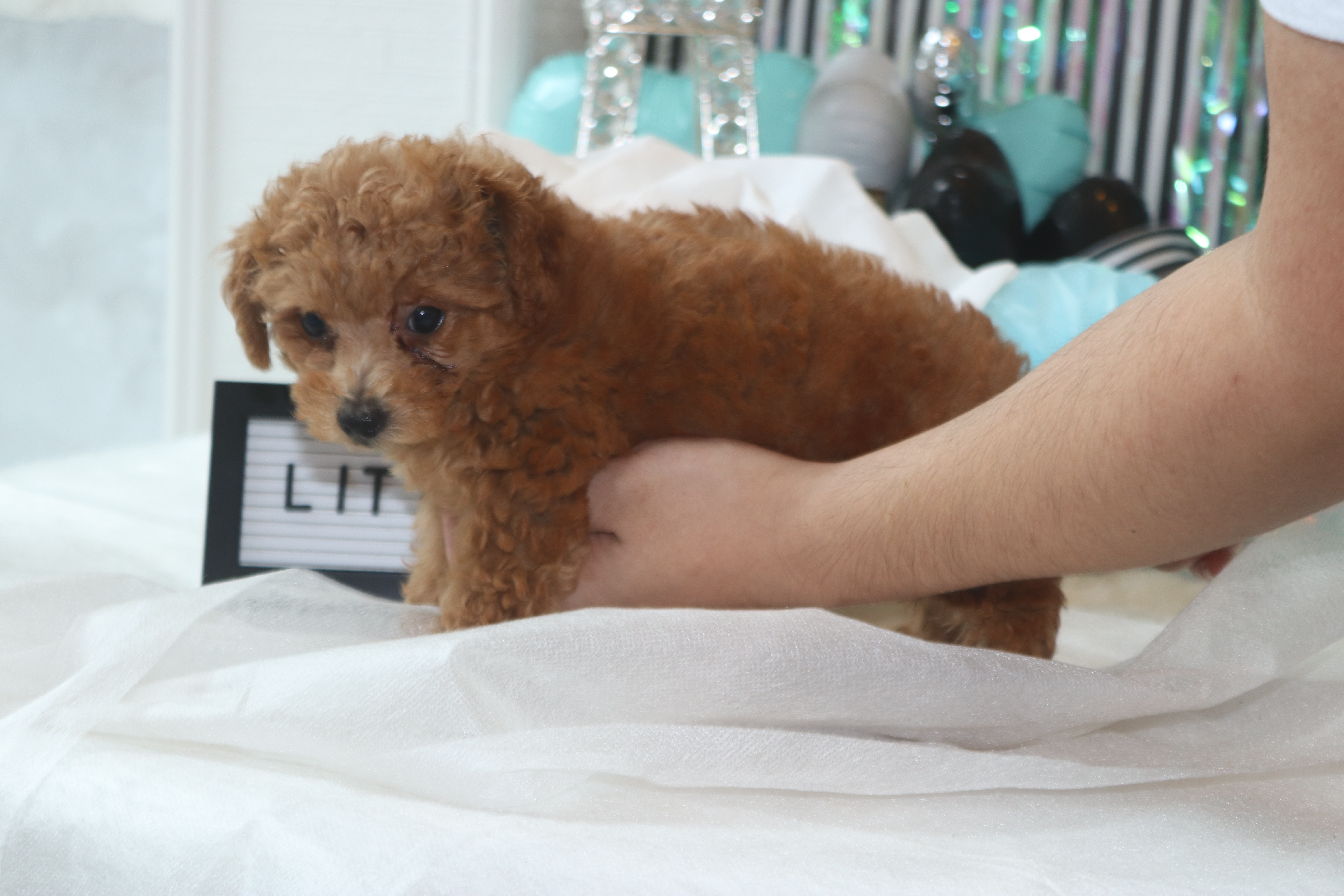 Tcc 28 7月15日生まれ タイニーサイズ アプリコットの男の子デビューです