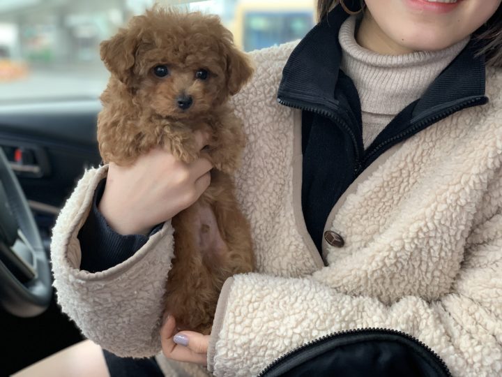 Tcc 33 9月29日生まれ ティーカップサイズ 激かわレッドの男の子デビューです