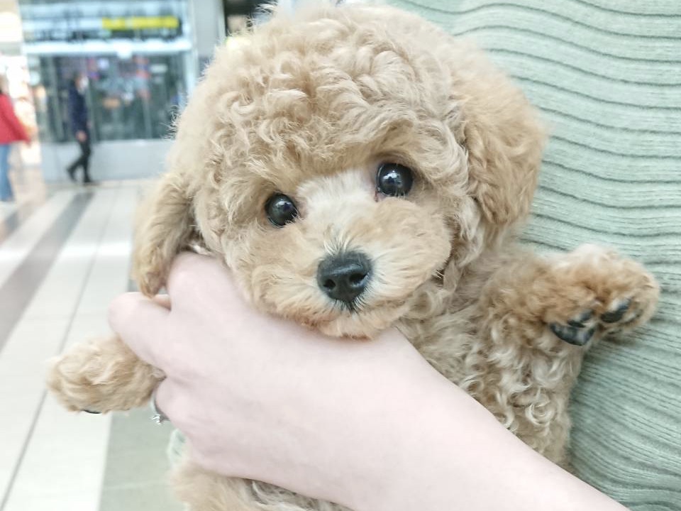 山口県 ティーカッププードル ブリーダー リトルスキップ