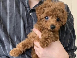 北海道 全国お届け対応 ティーカッププードルの子犬 ブリーダー専門店のリトルスキップ