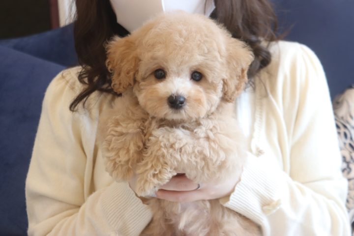 Tcc 3135 3月26日生まれ 美形すぎる激カワboy 男の子debut