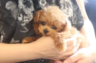 滋賀県 全国お届け対応 ティーカッププードルの子犬 ブリーダー専門店のリトルスキップ