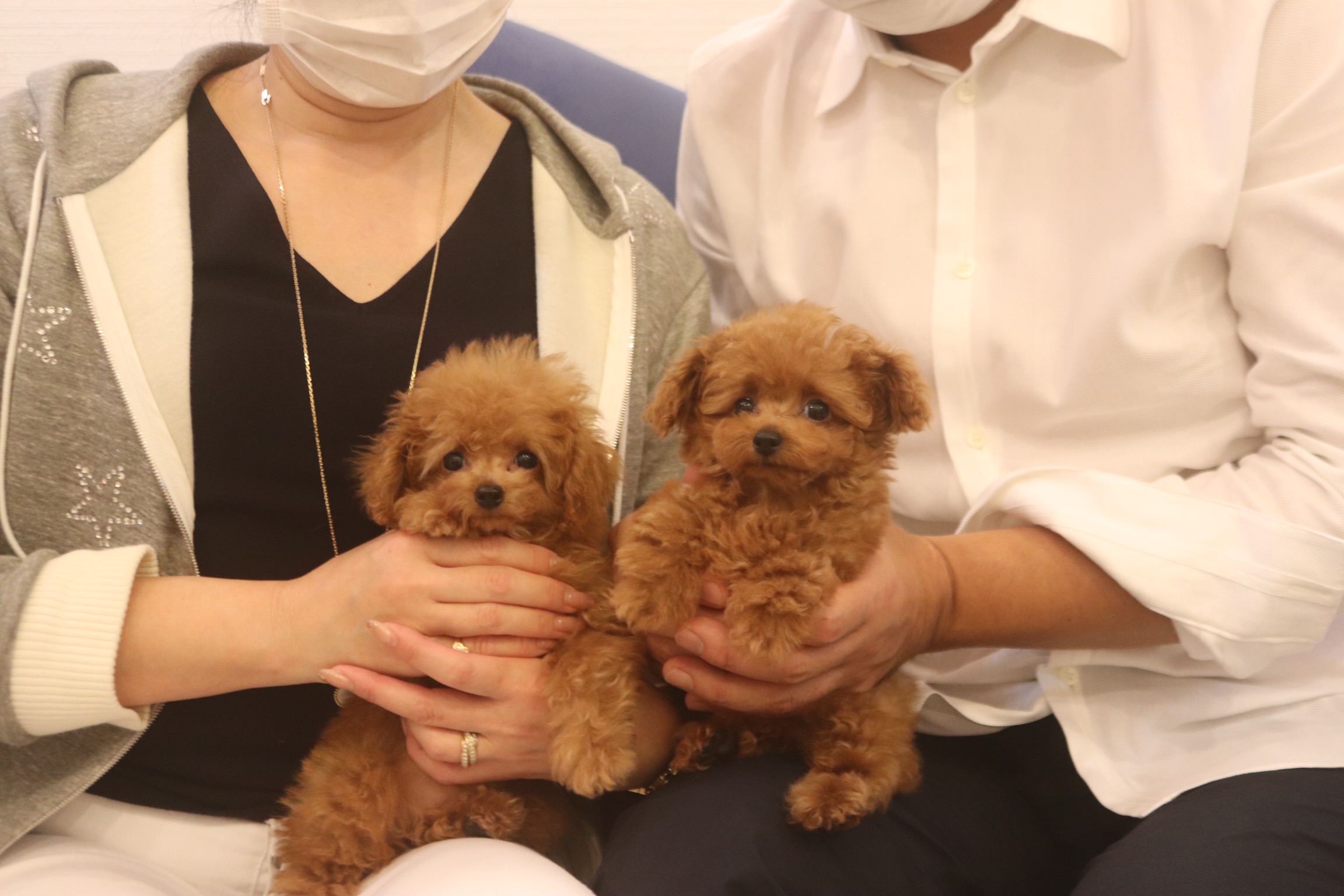 アプリコットの ティーカッププードル