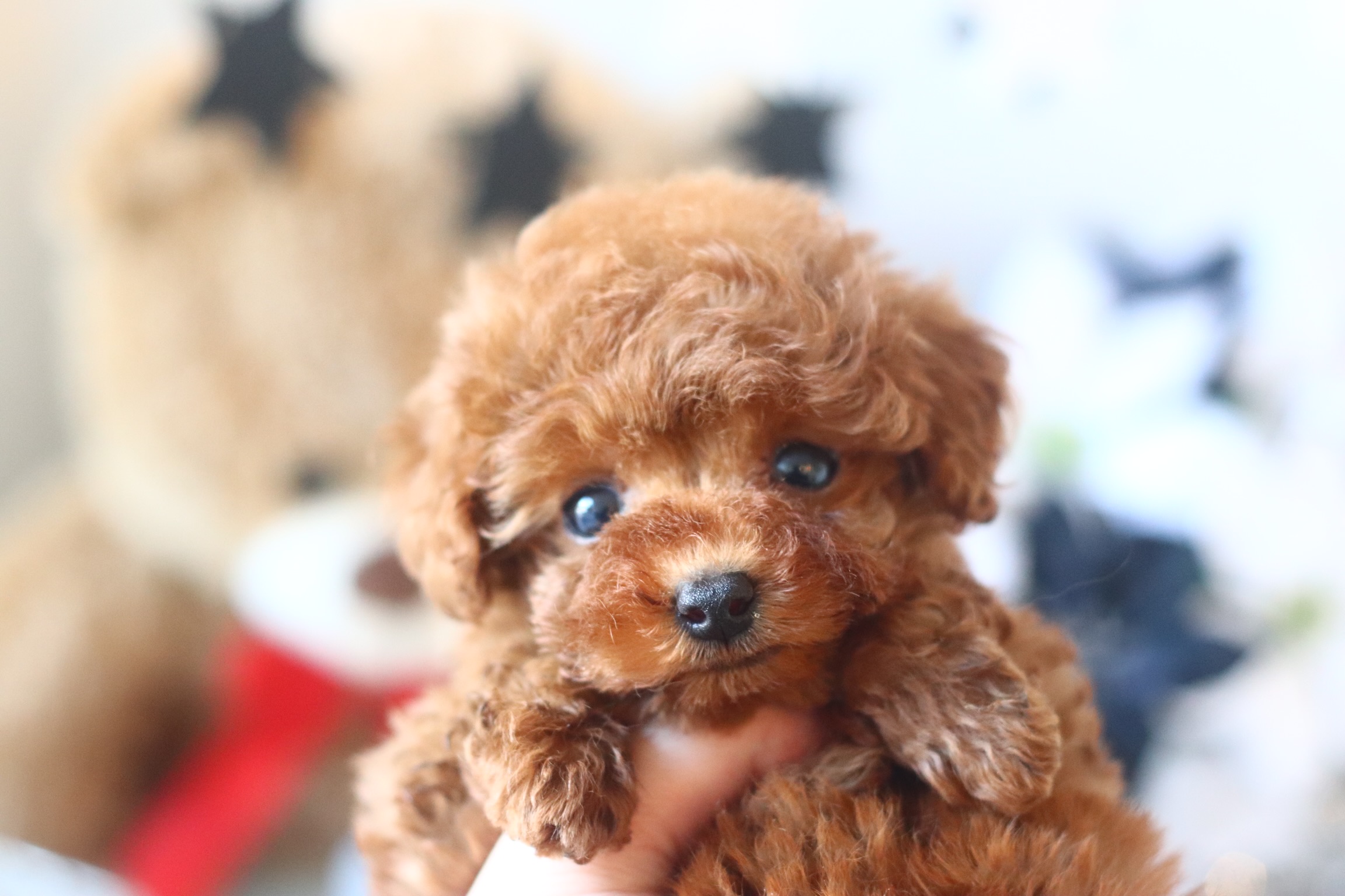 レッドの女の子 ティーカッププードル