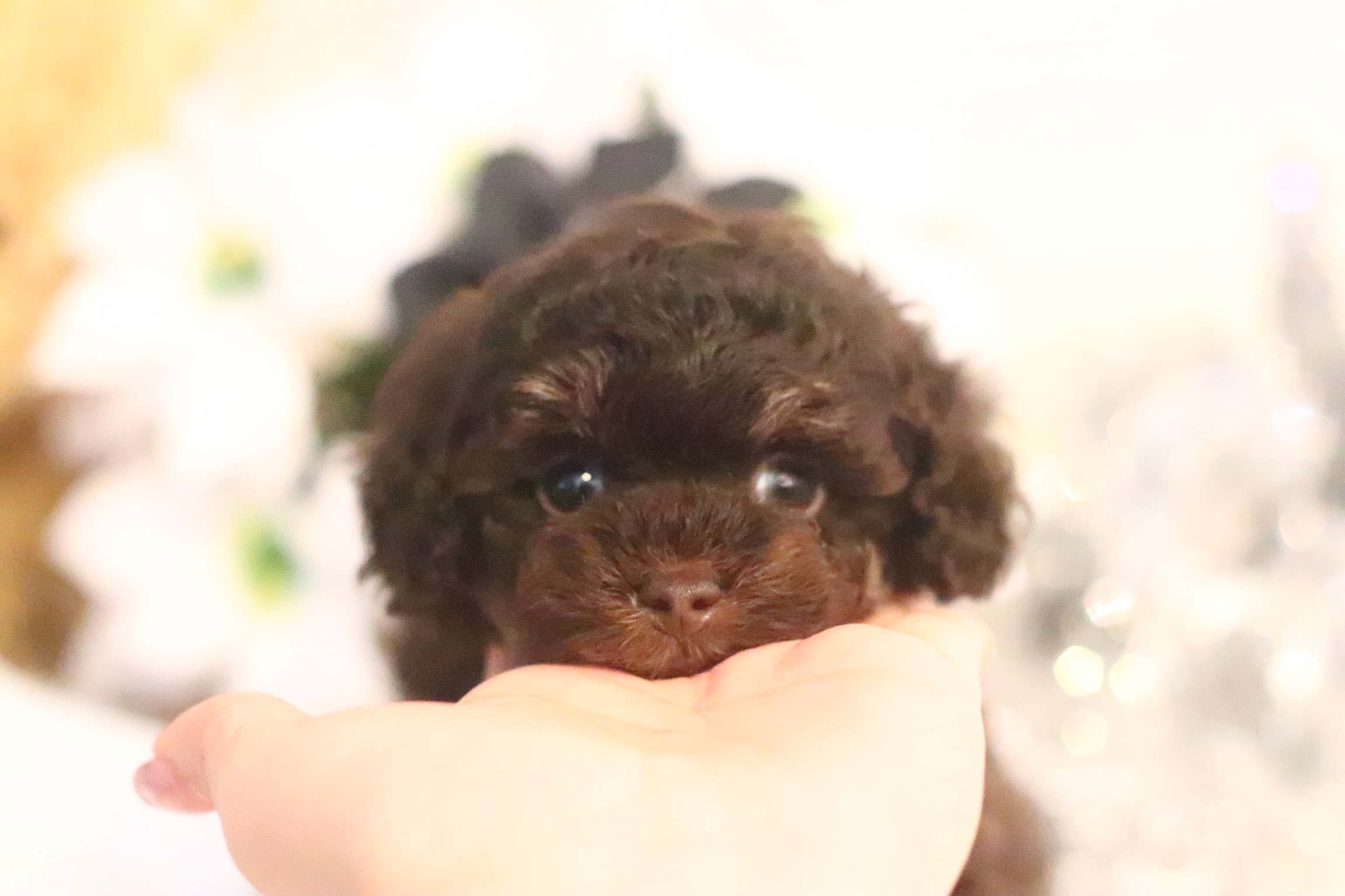 ブラウンタンの女の子 タイニープードル