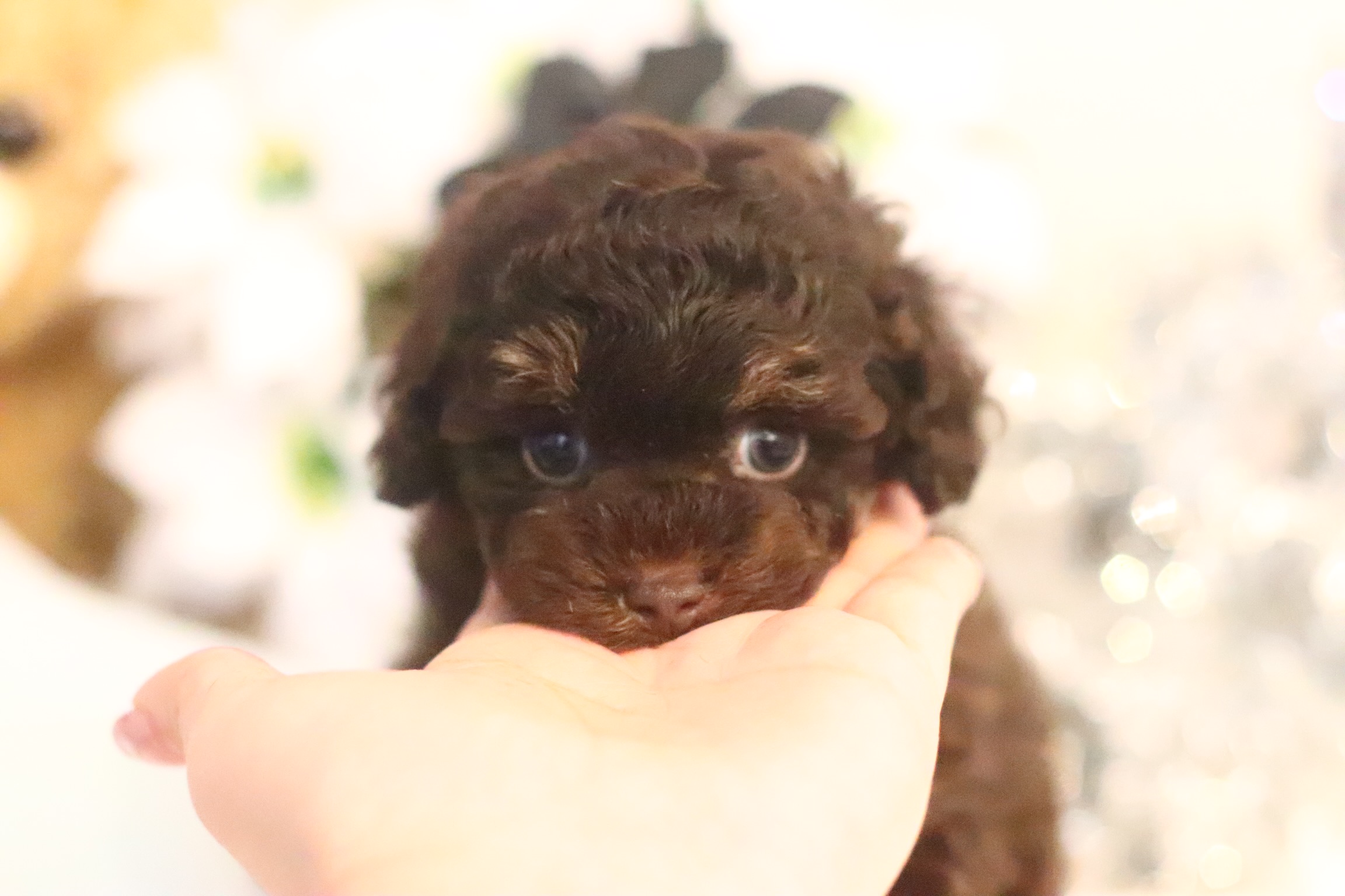 ブラウンタンの女の子 タイニープードル