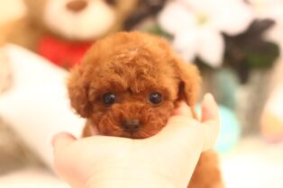 公式 ティーカッププードルの子犬 ブリーダー専門店 プードル館