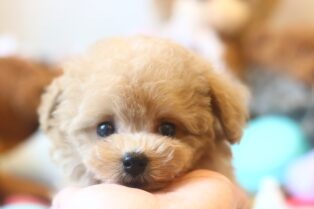 公式 ティーカッププードルの子犬 ブリーダー専門店 プードル館