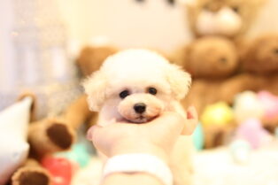 全国お届け対応 ティーカッププードルの子犬 ブリーダー専門店のリトルスキップ