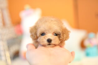 全国お届け対応 ティーカッププードルの子犬 ブリーダー専門店のリトルスキップ